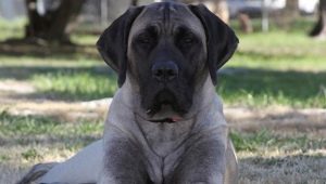 American Mastiff: rasen beskrivning och hundvård