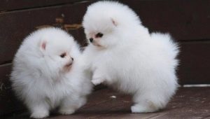 Valkoinen Pomeranian spitz: kuvaus, luonne ja hoito