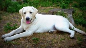 Labrador blanco: descripción, contenido y lista de nombres.