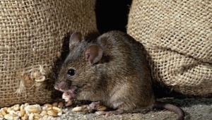 Medo de ratos: uma descrição da doença e métodos de libertação