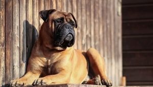 Bullmastiff: אפיון של גזע של כלבים ורבייה