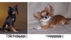How is a toy terrier different from a chihuahua and who is better to choose?