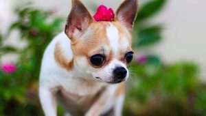 Chihuahua: descripción, especie de raza, naturaleza y contenido.