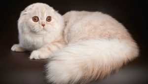 Kucing Scotland berambut panjang: jenis dan ciri kandungan