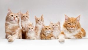 Mennyire nőttek a macskák?