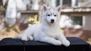 Características e conteúdo de cachorros husky idade 3 meses