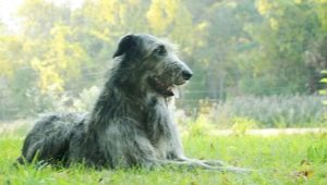 Wolfhound الأيرلندية: وصف السلالة والطبيعة والمحتوى