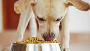 كيف وماذا لإطعام الكلب الفناء في المنزل؟