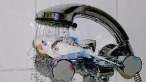 Jak se koupat zvlněný papoušek?