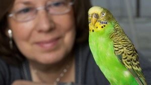 Hogyan kell tanítani egy hullámos papagáj beszélni?