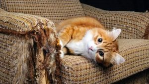 Hogyan kell elválasztani a macskát, hogy felborítsák a bútorokat és a tapétákat?