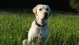 Labrador bakımı nasıl yapılır?