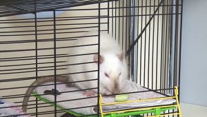 Gaiolas para ratos fazem você mesmo: opções e instruções passo a passo