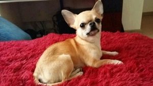 When do chihuahuas get their ears and how to put them?
