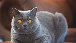 Shorthair-kissanrotuja: hoidon tyypit, valinnat ja ominaisuudet