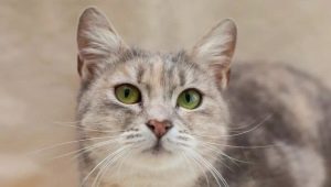 Macskák fajta metis: leírás és jellemzők az ellátás