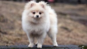 Dog Creme: apresenta cor, as condições de detenção de filhotes de cachorro