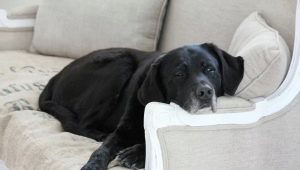 Labrador v byte: výhody a nevýhody, pravidlá údržby