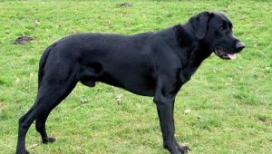 Majorcan Shepherd Dogs: descrierea rasei și regulile de păstrare