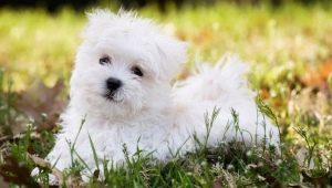 Малтийски: описание на породата кучета, естеството и съдържанието