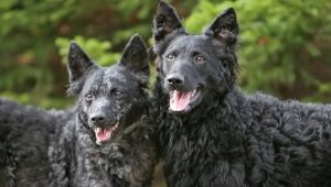 Moody: caractéristiques de la race de chiens, en particulier de les soigner
