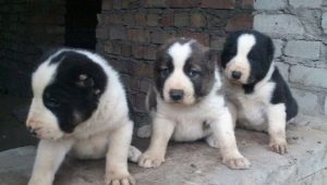 Beschrijving en inhoud van pups alabay op de leeftijd van 1 maand