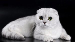 Cechy białych krotnie szkockich kotów