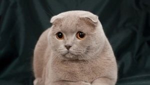 Lilac Scottish Fold Cat Features