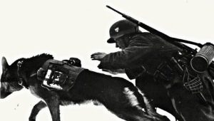 Daufman-herdershonden: geschiedenis en beschrijving van het ras