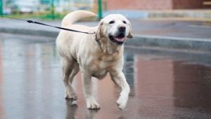 Labrador giallo: descrizione, contenuto e scelta del nome
