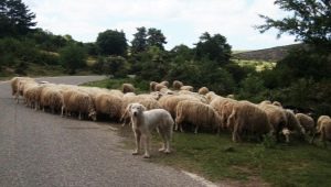 Shepherd Dogs: Opprinnelse, Beskrivelse og Tips for å velge