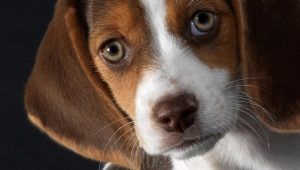 Beagle-rodun edut ja haitat