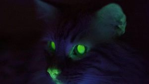 Miért vannak a macskák szemei ​​a sötétben?