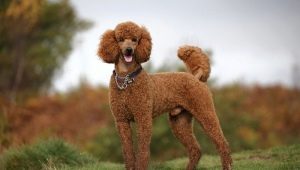 Poodles: breed description, species, care and training