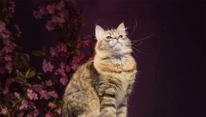 Gemeenschappelijke kleuren van Siberische katten