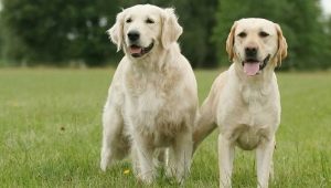 Retriever i Labrador: quina diferència hi ha?