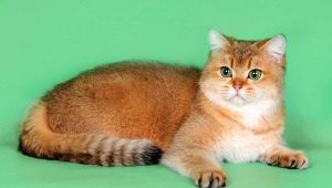 Gatos escoceses de cor dourada: características e características do cuidado