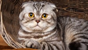Skotské kočky mramoru: rysy barvy, popis chovu a detaily péče