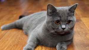 Scottish Straight Cats: rasbeschrijving, kleurtypes en inhoud