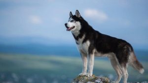Siberian Huskies: rasens historia, hur ser hundarna ut och hur man bryr sig om dem?