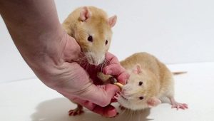 كم سنة عاش الفئران وماذا يعتمد عليها؟
