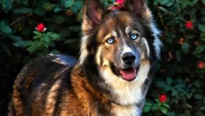 A mixture of husky and shepherd: features of half-breed and cultivation