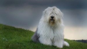 Bobtail dogs: description of Old English Sheepdogs, the nuances of their content
