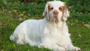 Climber Spaniel: how it looks and how to care for it?