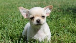 Chihuahua erkek isimleri listesi