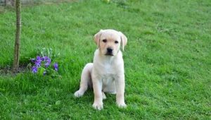 Alles wat u moet weten over een Labrador op de leeftijd van 3 maanden