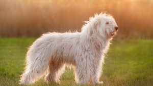 كلب الراعي الروسي الجنوبي: تولد المعايير والمحتوى