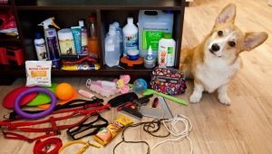 Accessoires pour chiens: une variété d'espèces et de règles de choix