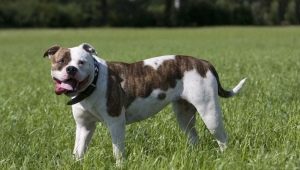 כלב אמריקאי גזע: זנים וטיפים לבחירה
