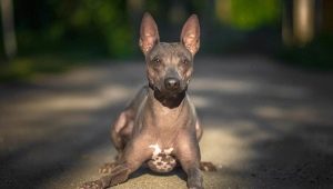 American Hairless Terrier: características, contenido y alimentación